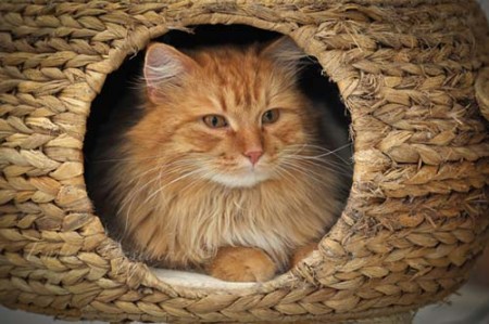 Questo è lo splendido Benjamin, gatto siberiano dell'allevamento amatoriale Masuri Siberian