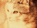 Mia - Carboncino