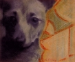 Lory - Carboncino