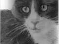 Gatto - Carboncino